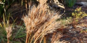 control broomsedge grass