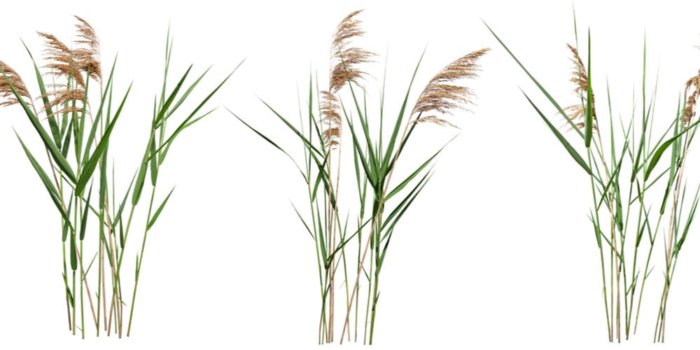 cane grass