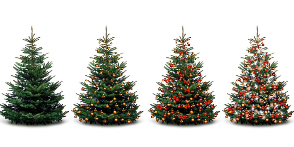 can you replant a christmas tree