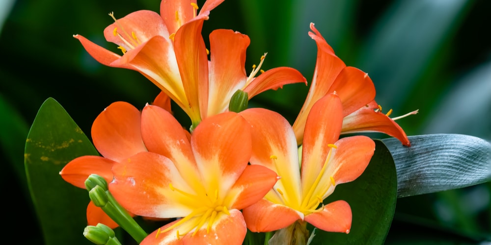 house plant with orange flowers