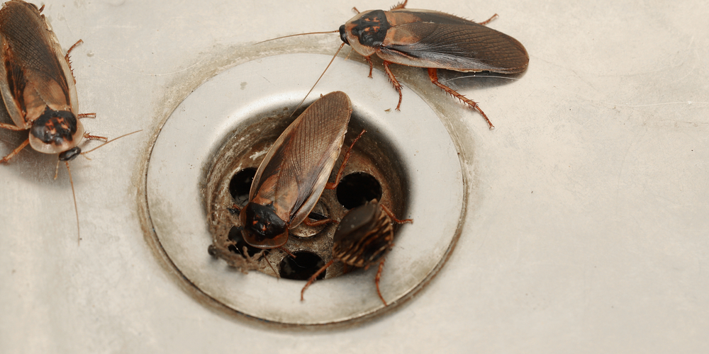 How to Get Rid of Roaches Coming from Neighbors? 