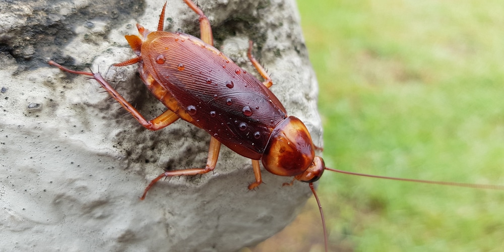 Beetles That Look Like Roaches
