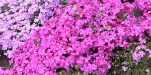 ground cover with purple flowers