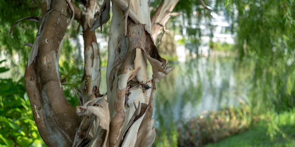 Can Crepe Myrtle Roots Damage Pipes?