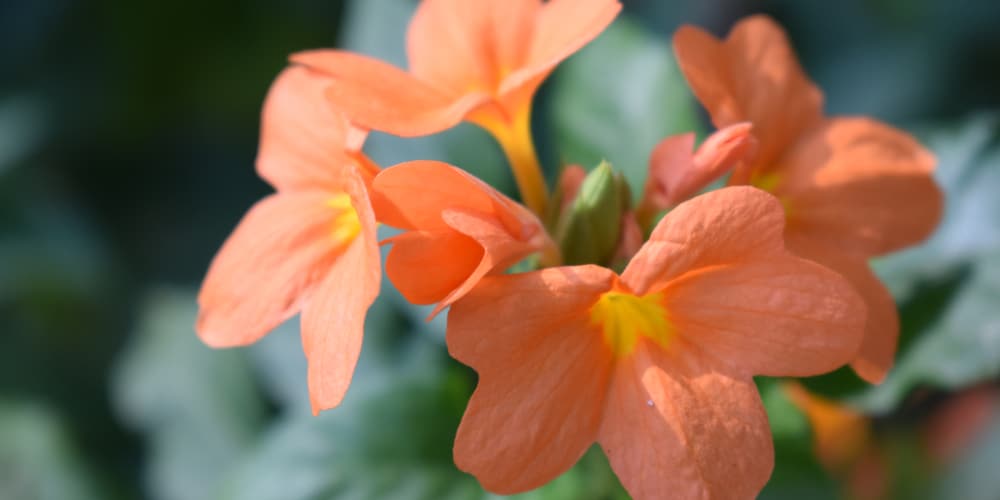 house plant with orange flowers