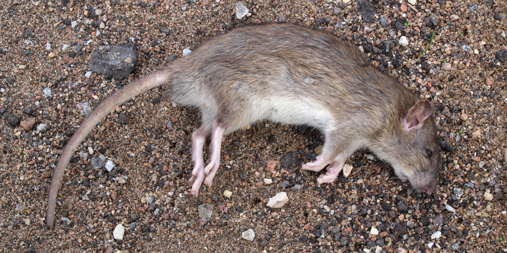 mouse poison that kills without odor