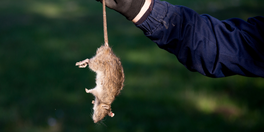 mouse poison that kills without odor