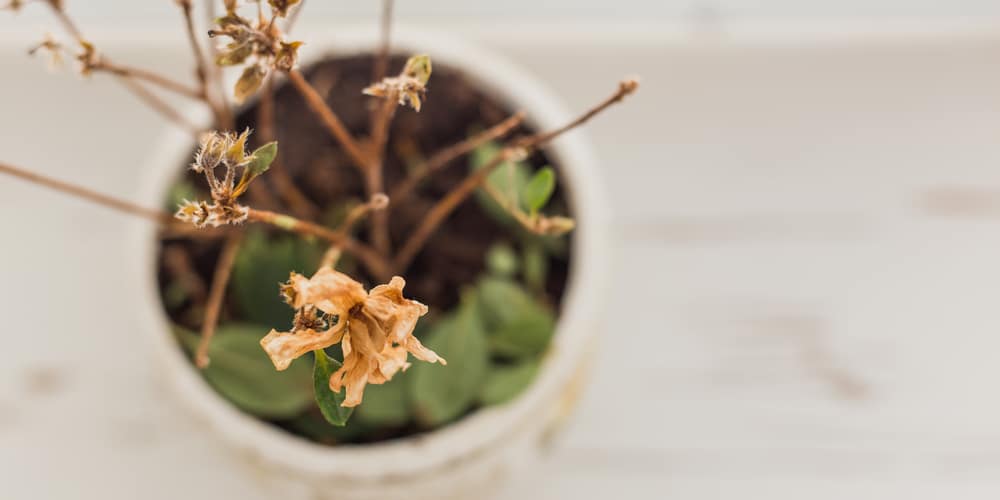 What do Azaleas Look Like in Winter?