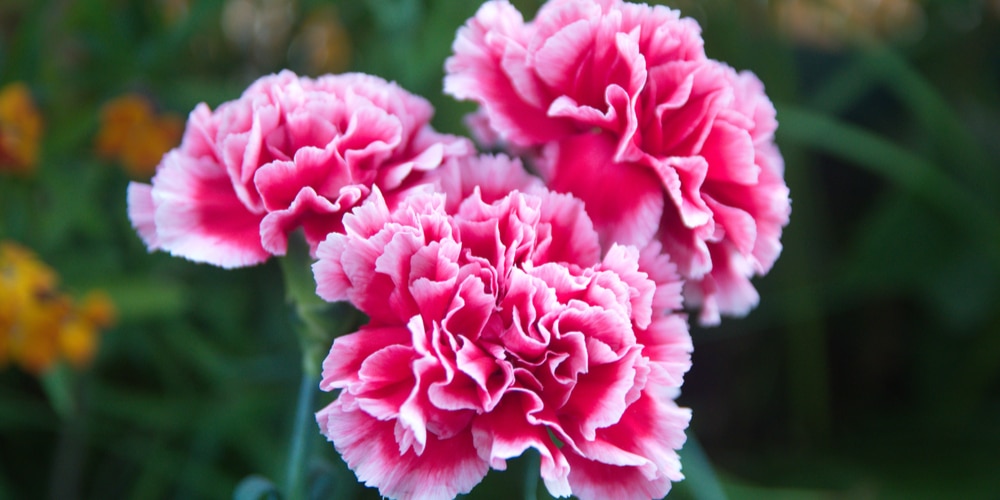 how to keep dianthus blooming all summer