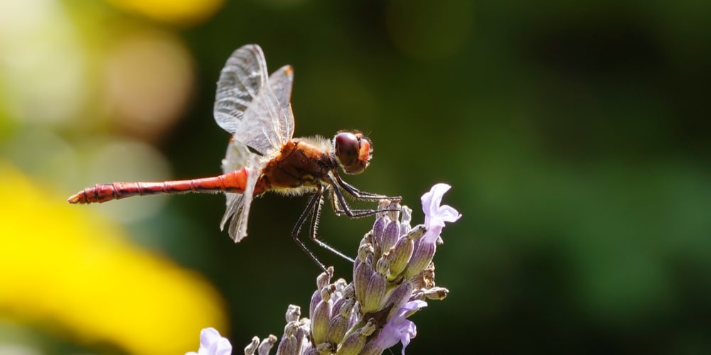 Do dragonflies like lavender