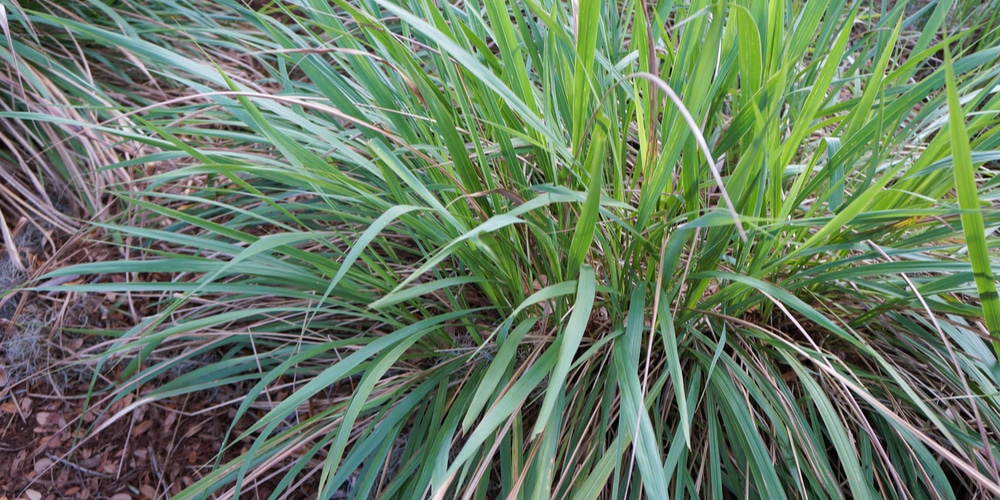 ornamental grasses florida