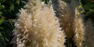 pampas grass hardiness zone