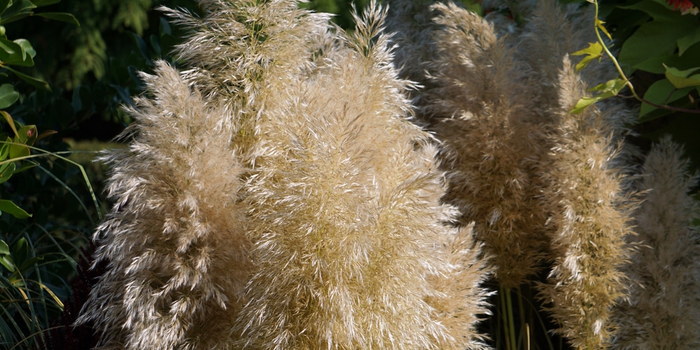 dwarf pampas grass