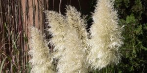 when to cut back pampas grass