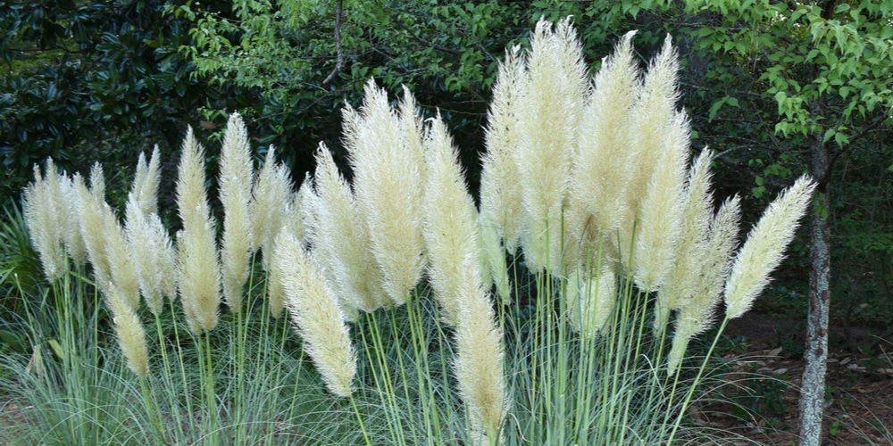 when to burn pampas grass