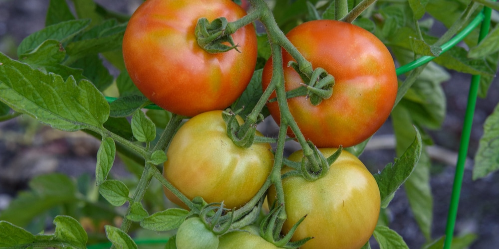 When to plant tomatoes in Maryland