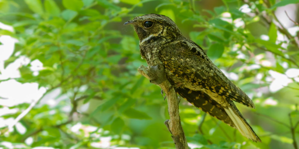 arizona nocturnal birds