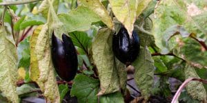 Eggplant Plant Wilting