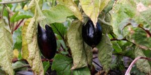 Eggplant Leaves Curling