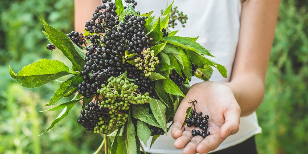 do elderberries grow in georgia