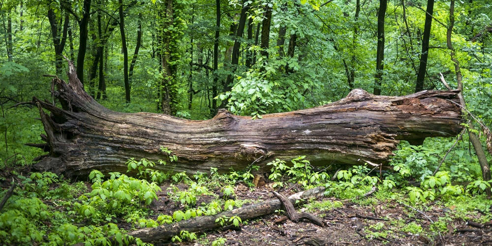 how long does it take for trees to decompose