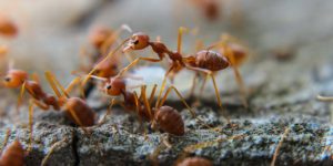 do ants take diatomaceous earth back to nest