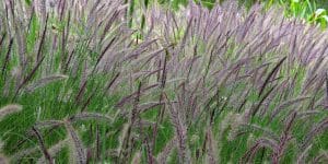 Chinese Fountain Grass