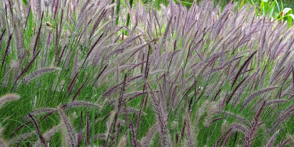 fountain grass dwarf