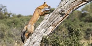 do foxes eat squirrels
