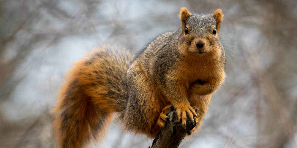 Do Squirrels Eat Caterpillars