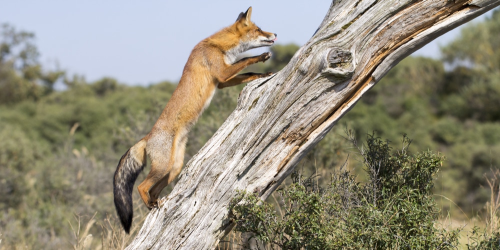 can foxes climb trees