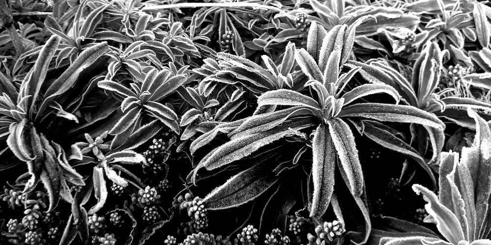 can dianthus survive frost