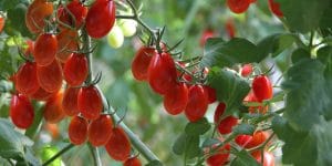 small tomato varieties