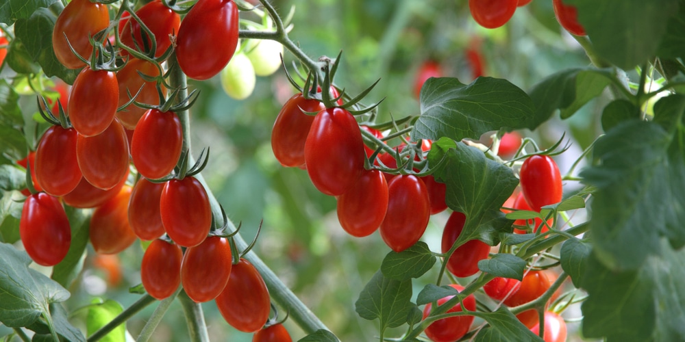 do grasshoppers eat tomato plants