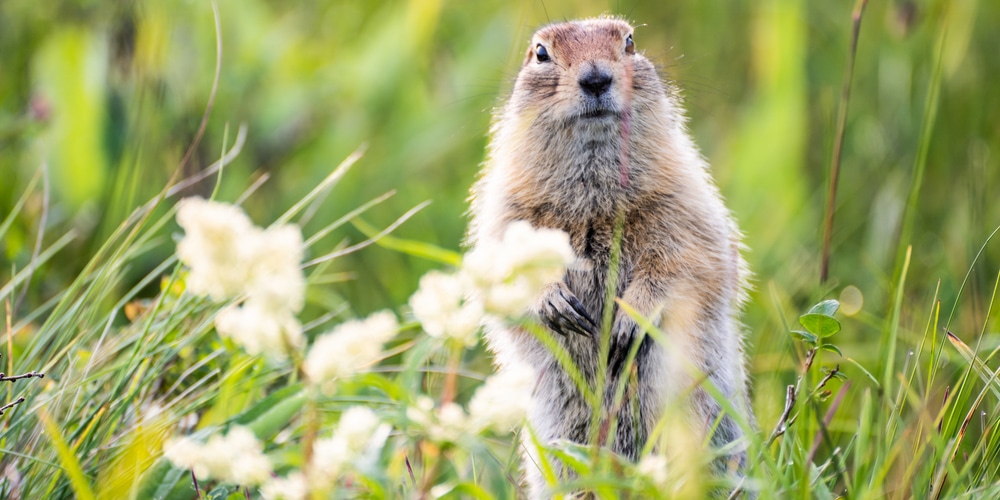 can groundhogs climb trees