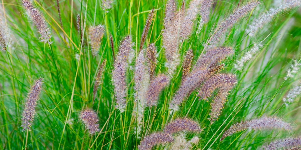 hameln fountain grass