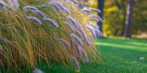 when to transplant ornamental grass