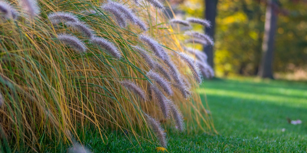 when to transplant ornamental grass