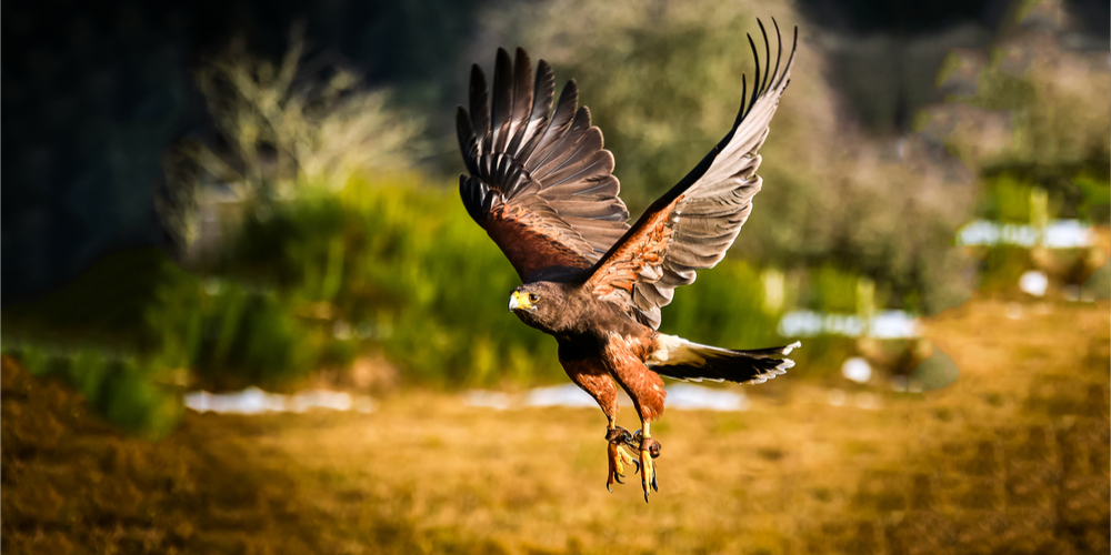 do hawks attack humans