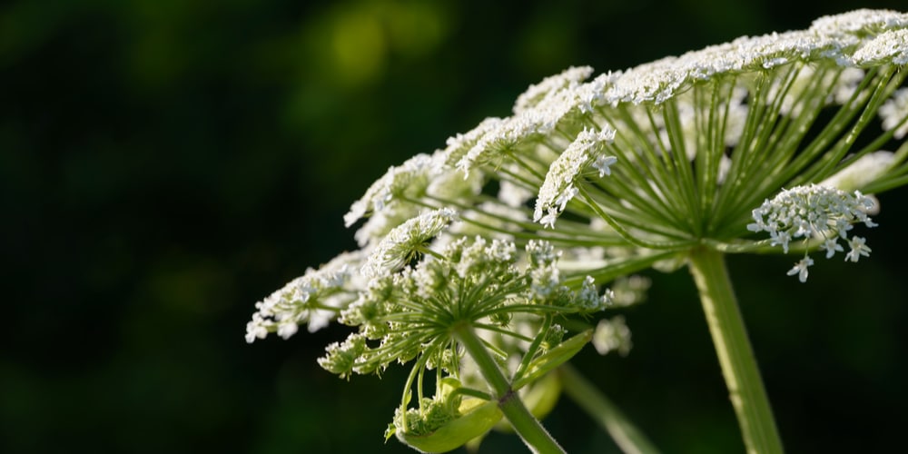 queen anne's lace vs hogweed