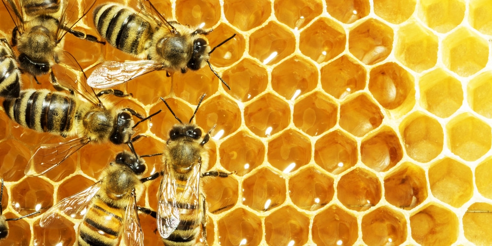 mason bee vs honey bee