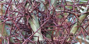 Is Honey Locust Good Firewood