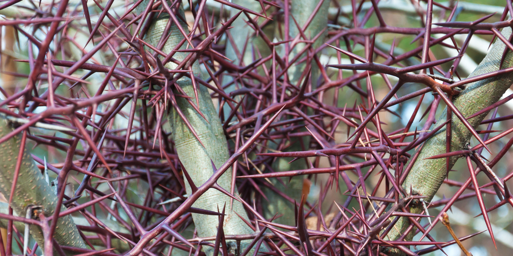 honey locust tree