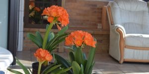 house plant with orange flowers