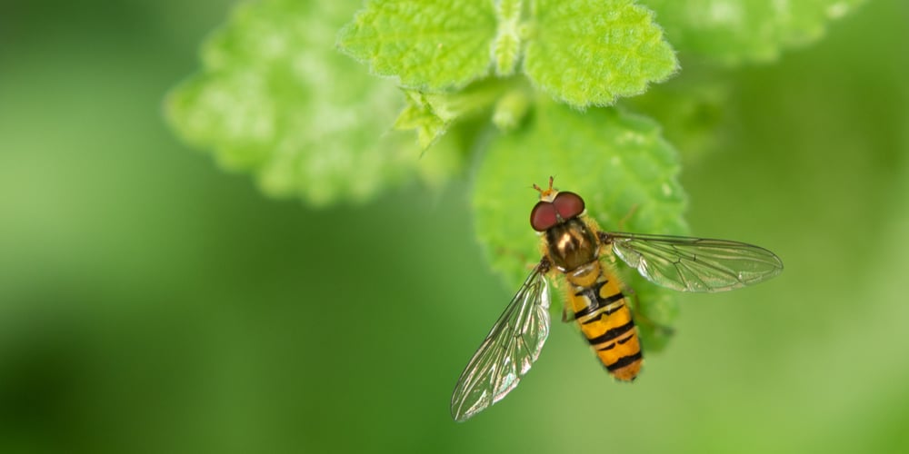 hoverfly vs sweat bee