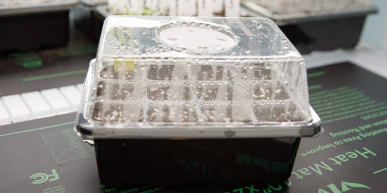 When to Vent a Humidity Dome: Tips For Growing Seedlings