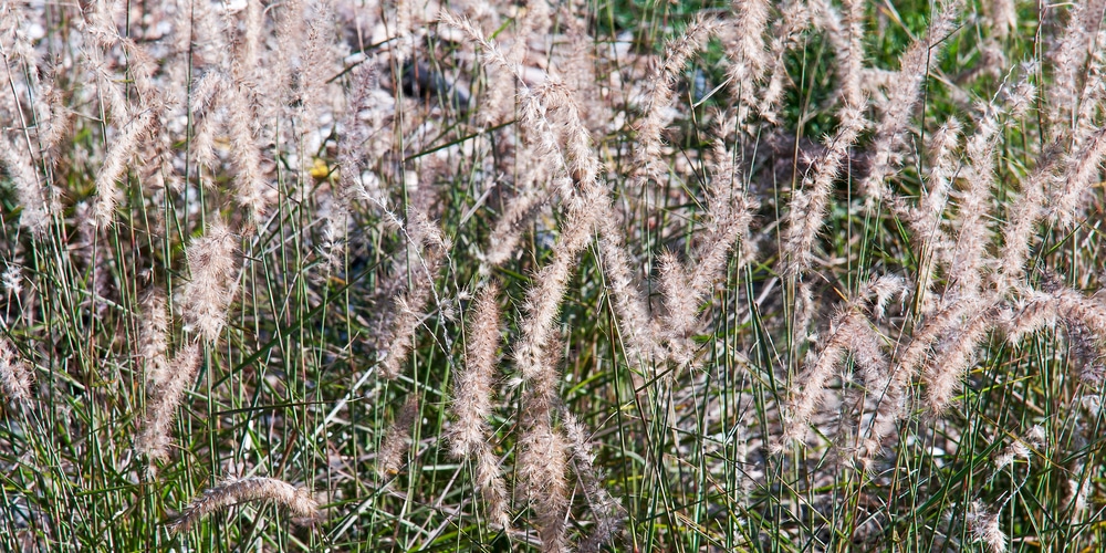 karley rose fountain grass