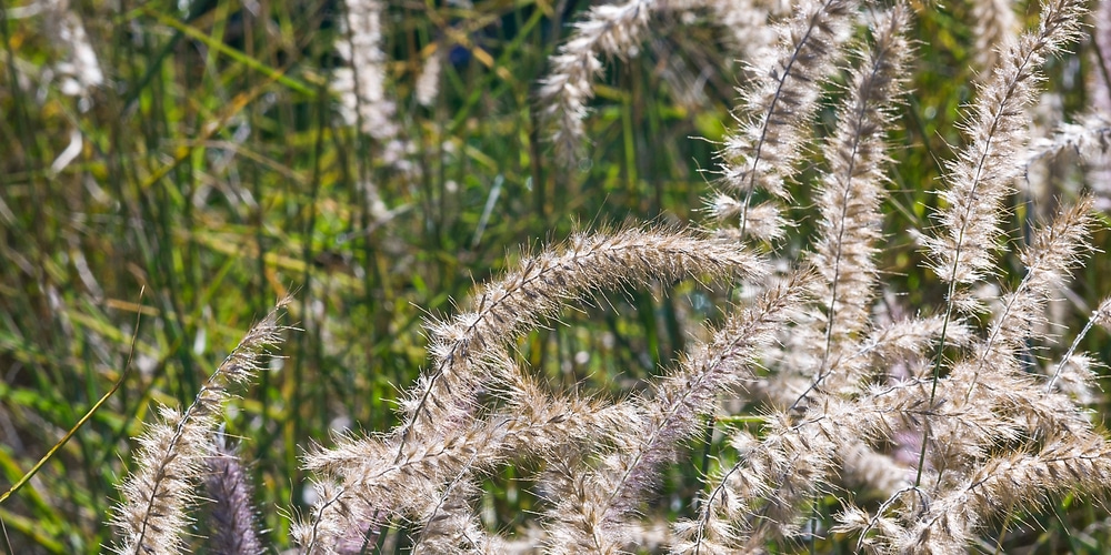 karley rose fountain grass