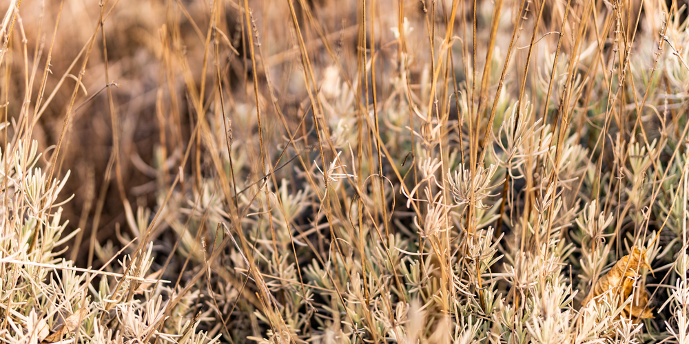 Why is My Lavender Wilting?: How to Revive Your Plant