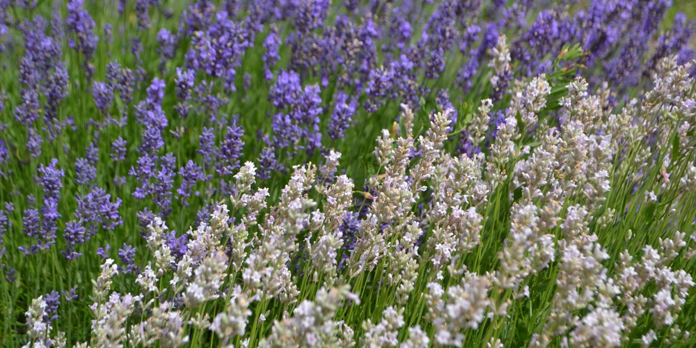 why are my lavender flowers not purple